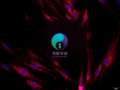 大鼠小梁網(wǎng)細胞